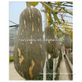 High Disease Resistant Excellect Flavor Green Pumpkins seeds For Cultivation